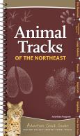 Animal Tracks Of The Northeast - cover photo