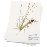 Herbarium Paper 11X17 30 Sheet Pack